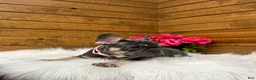 French Bulldog dogs for sale: Ember - Ad 3