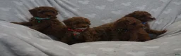 Miniature Poodle dogs for sale: Frankie - Ad 10