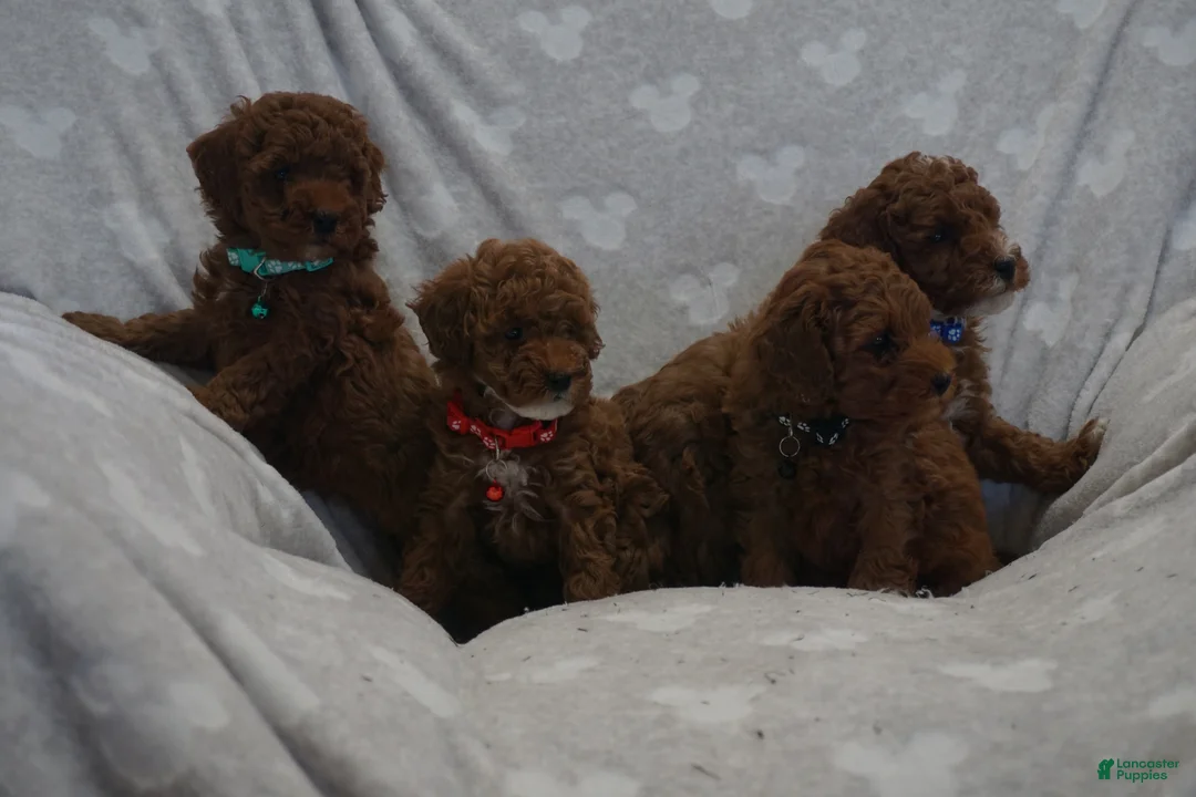 Miniature Poodle dogs for sale: Frankie - Ad 10
