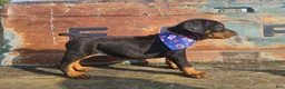 Doberman Pinscher dogs for sale: Light Pink Collar  - Ad 1
