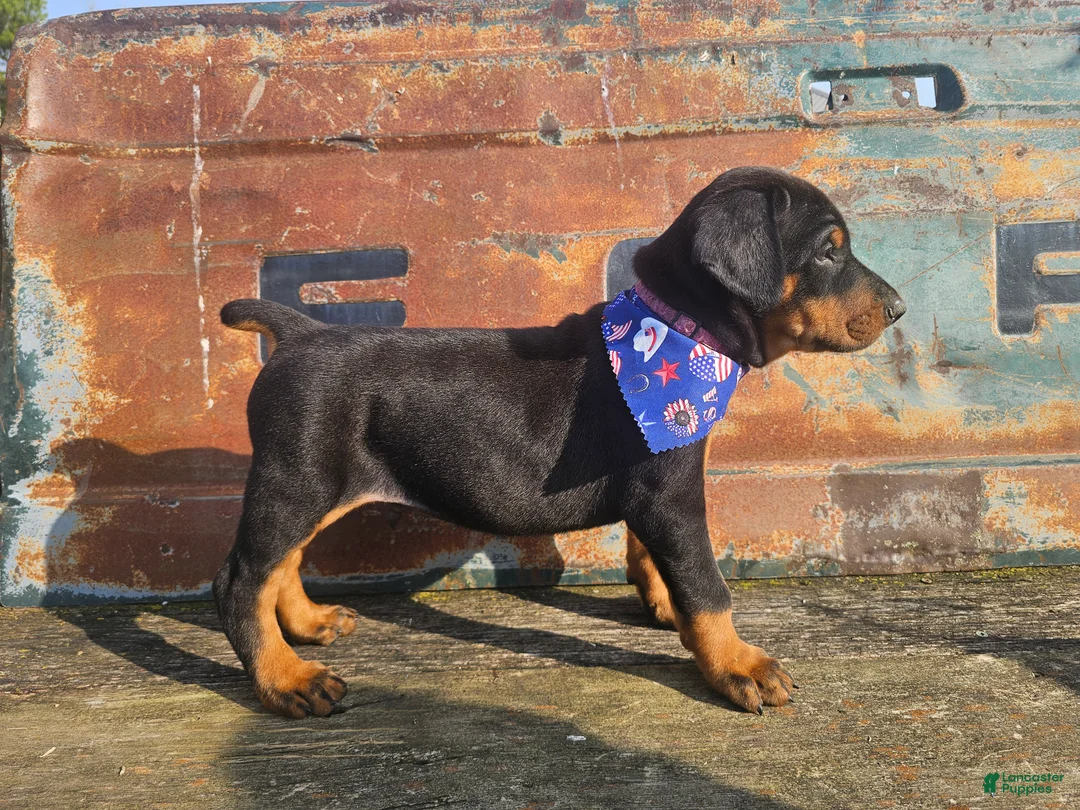 Doberman Pinscher dogs for sale: Light Pink Collar  - Ad 1