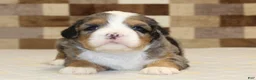 Mini Bernedoodle dogs for sale: Charlie - Ad 11
