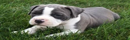 Olde English Bulldogge dogs for sale: Pepsi - Ad 4