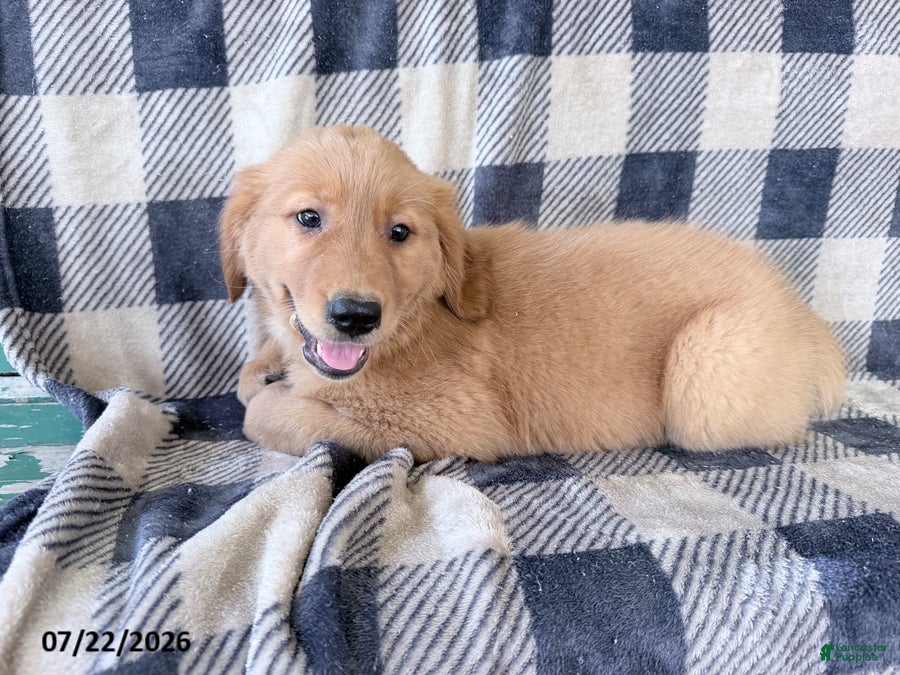 Golden Retriever dogs Darla - Ad 2