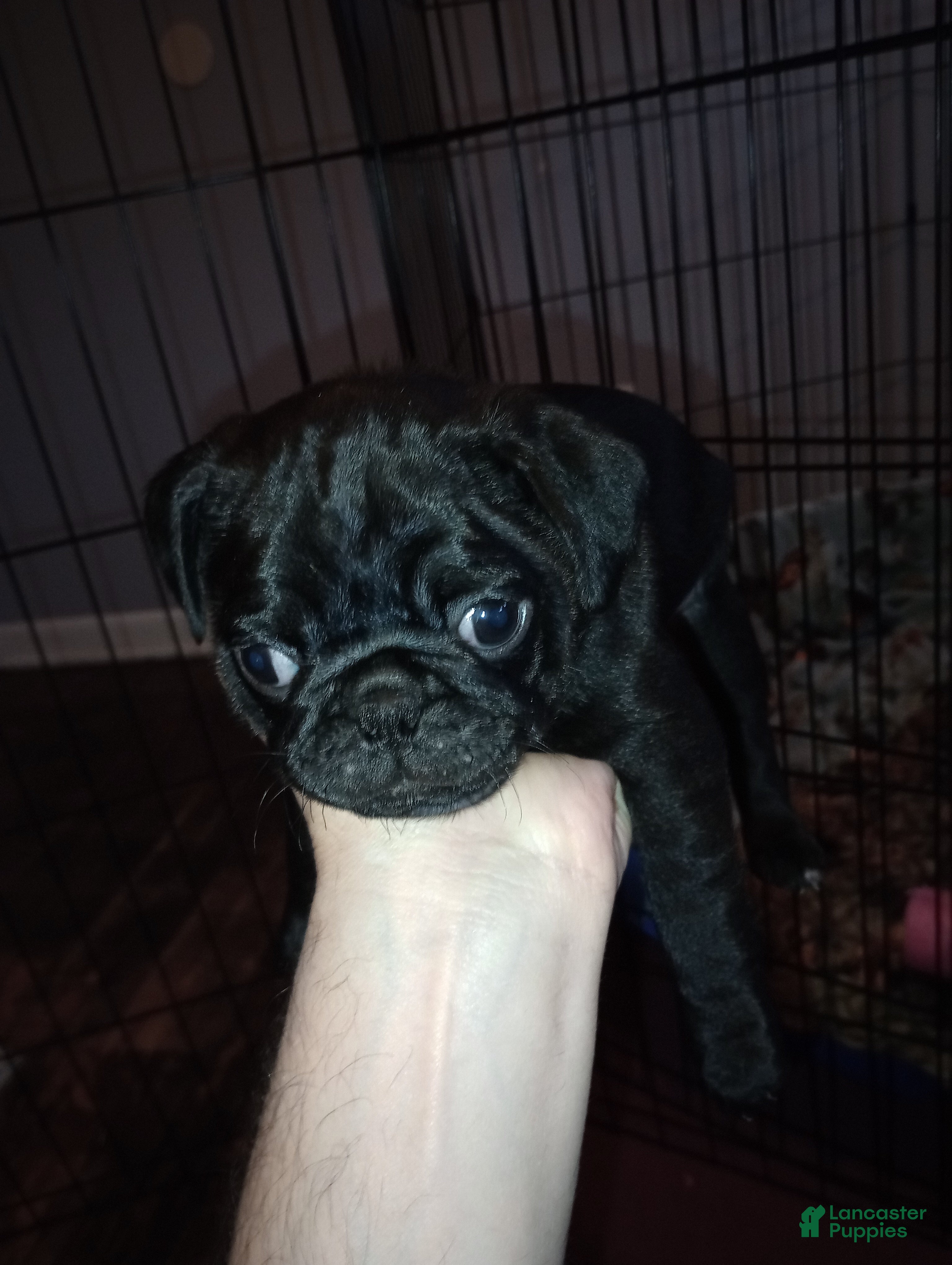 Pug dogs Pug Puppy 4 green wrinkles  - Ad 3