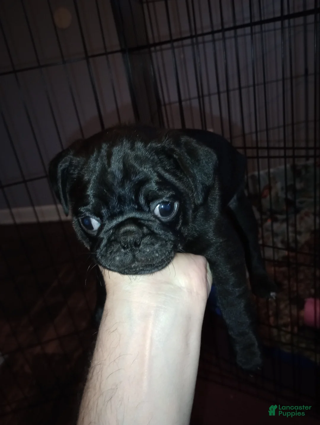 Pug dogs for sale: Pug Puppy 4 green wrinkles  - Ad 1