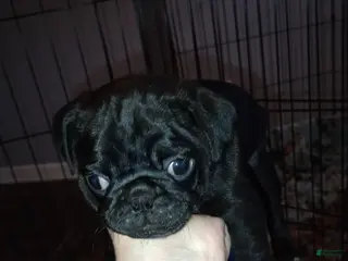 Pug dogs Pug Puppy 4 green wrinkles - Ad 3