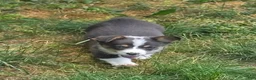 Welsh Corgi Pembroke dogs for sale: Lobo the low rider  - Ad 13