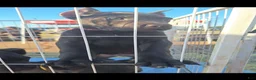 Cane Corso dogs for sale: Cane Corso 2 - Ad 12