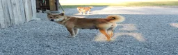 Shiba Inu dogs for sale: DAKOTA - Ad 10
