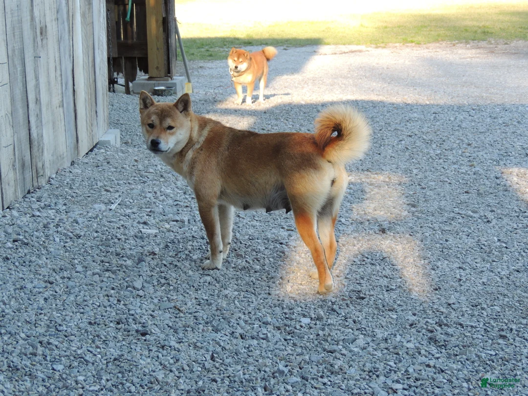 Shiba Inu dogs for sale: DAKOTA - Ad 10