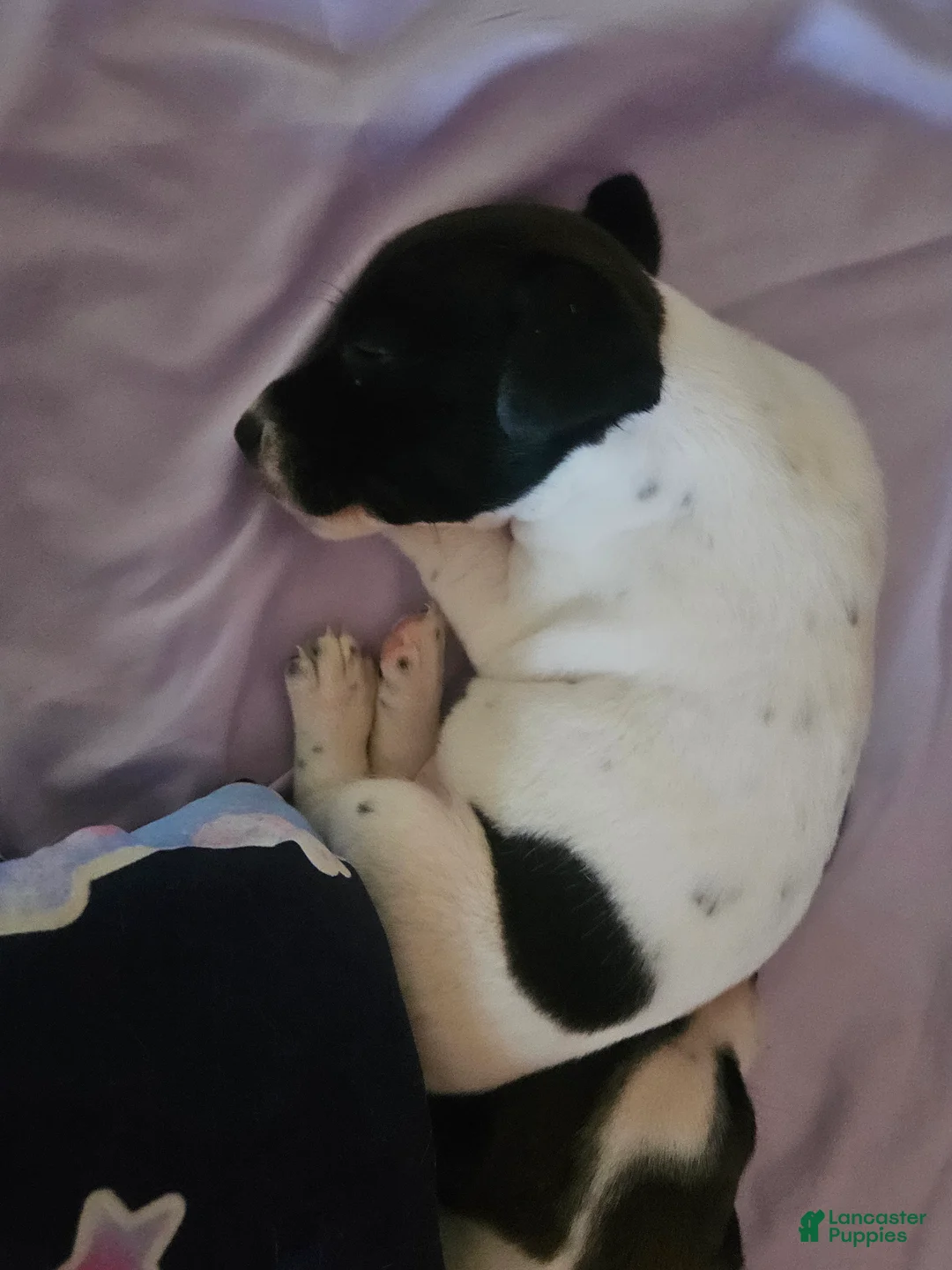 Jack Russell Terrier dogs for sale: Star - Ad 1