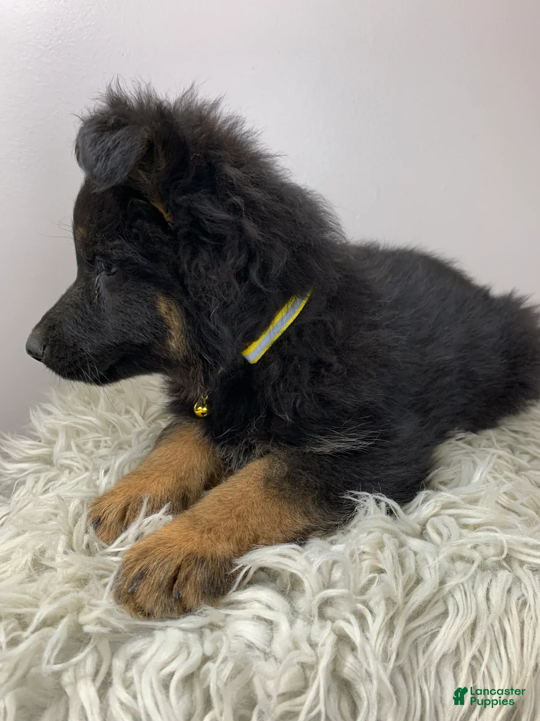 German Shepherd dogs for sale: Sugar - Ad 12