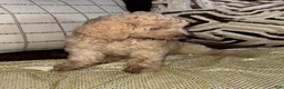 Labradoodle dogs for sale: Labradoodle 1 - Ad 3