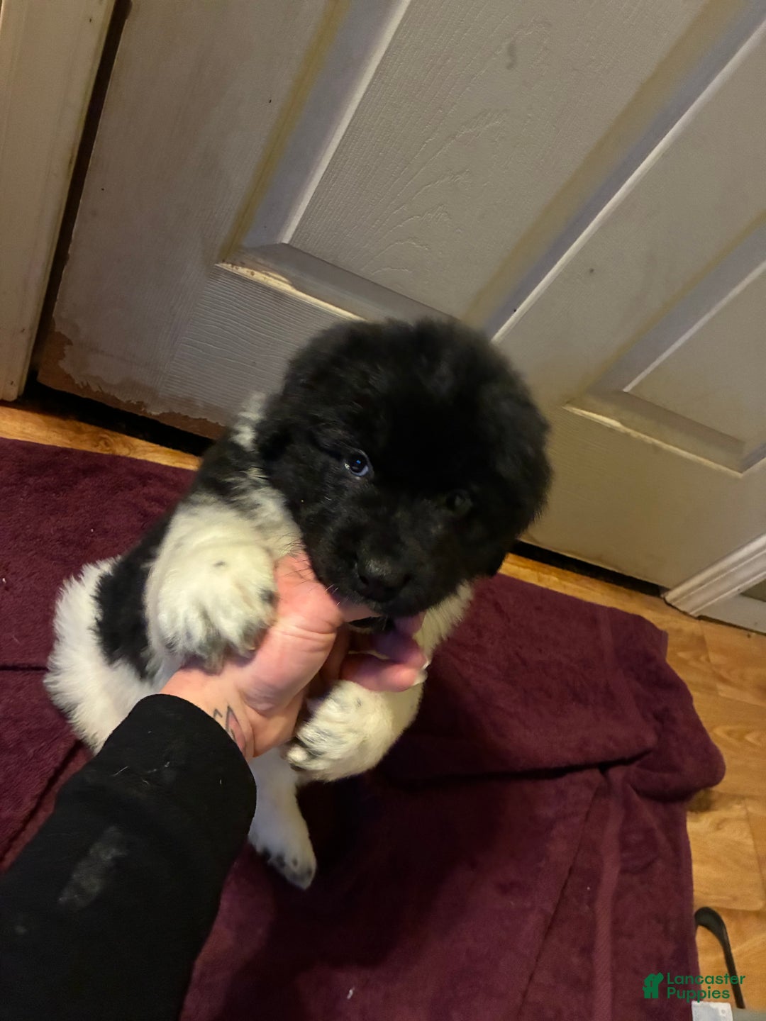 Newfoundland dogs for sale: Newfoundland Puppy 3 - Ad 5