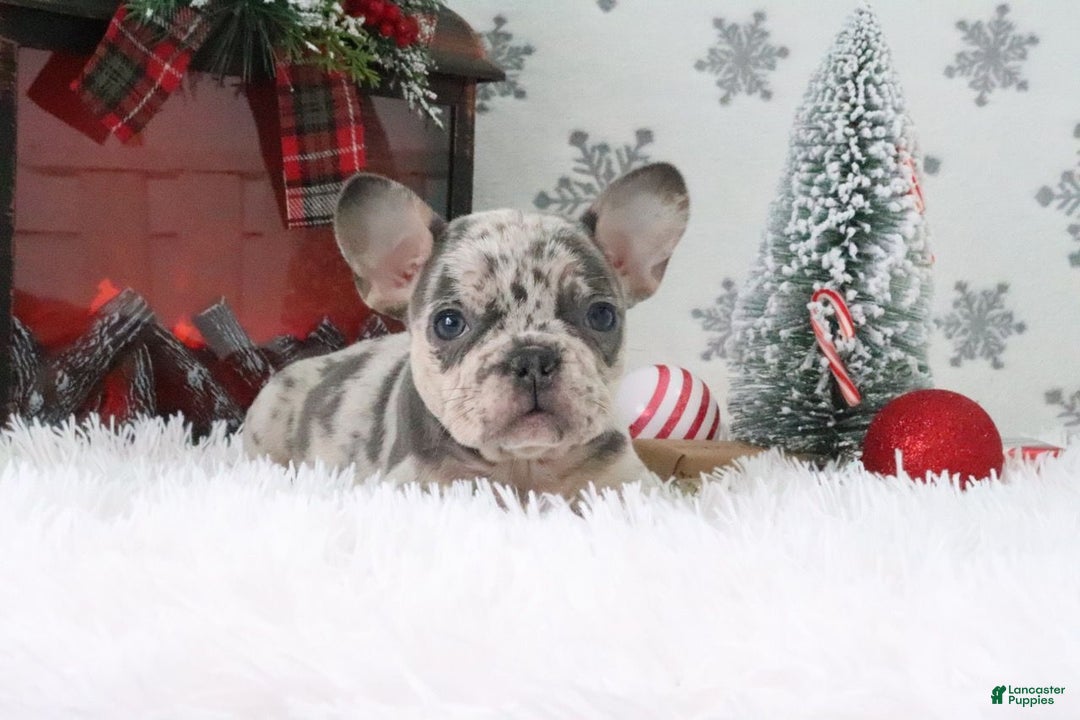 French Bulldog dogs for sale: Addie - Ad 2