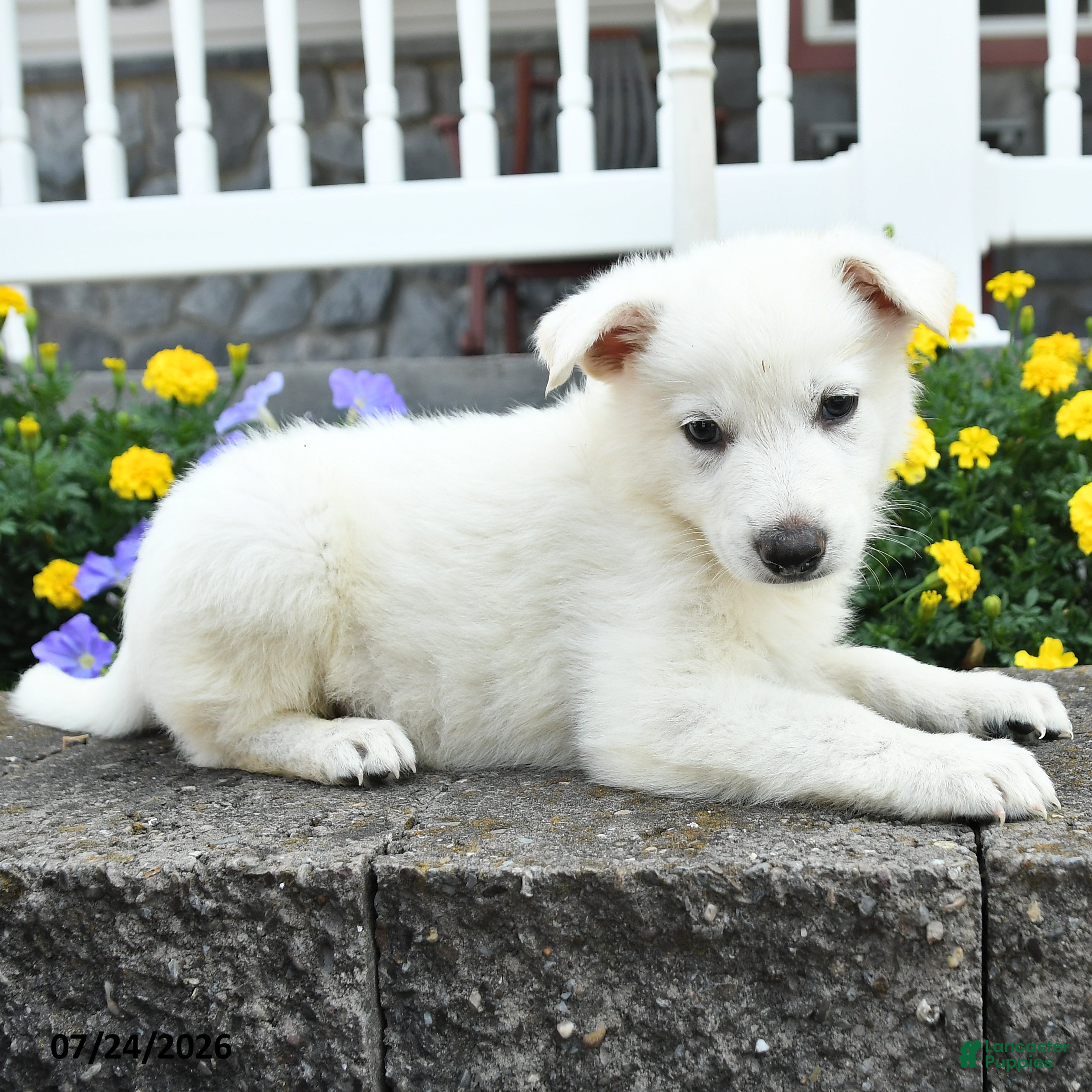 German Shepherd dogs Keller - Ad 2