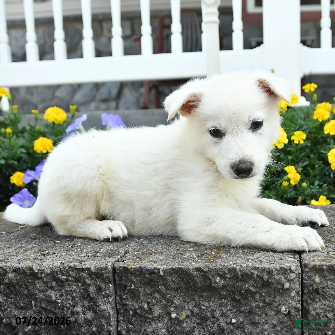 German Shepherd dogs for sale: Keller - Ad 2