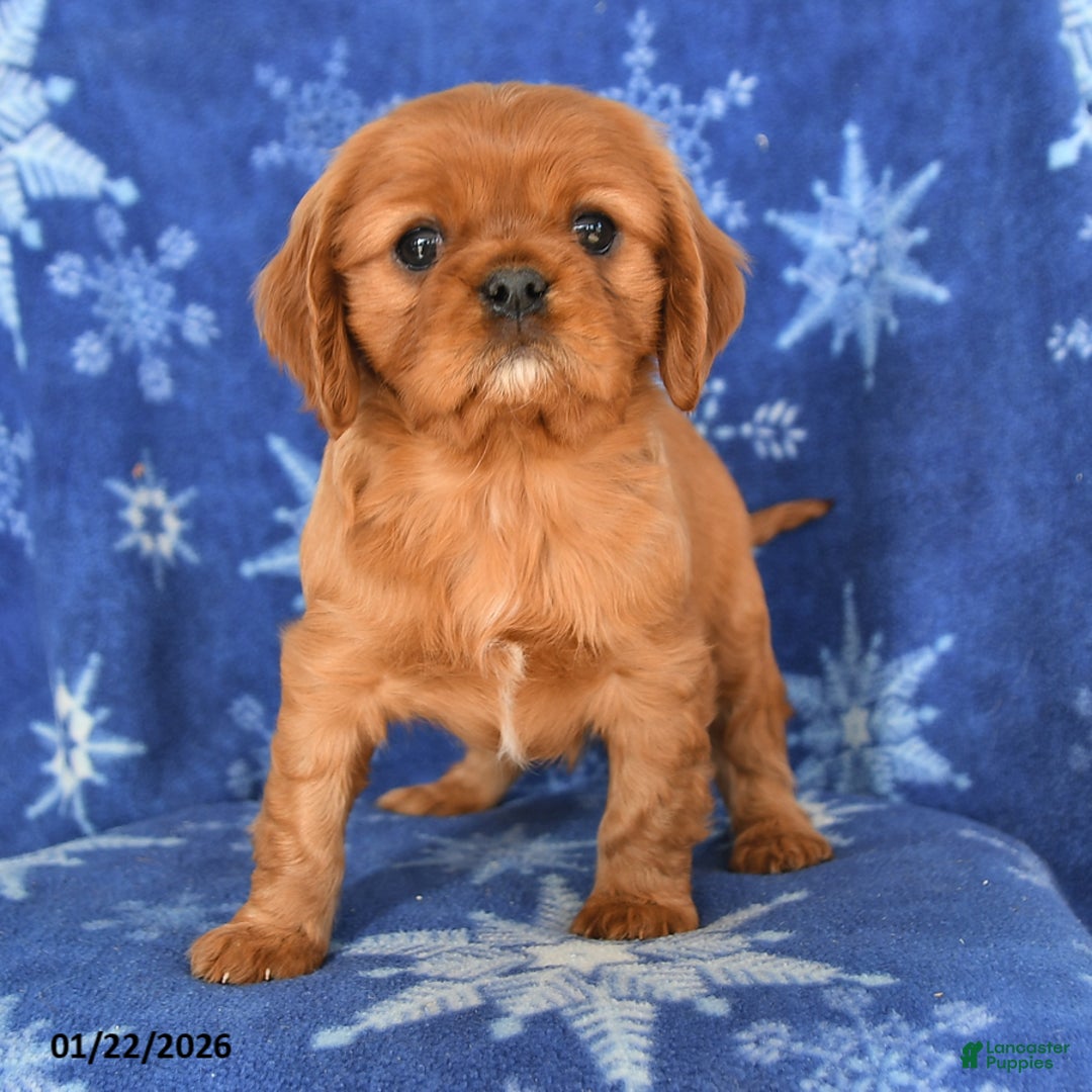 Cavalier King Charles Spaniel dogs for sale: Noah - Ad 3