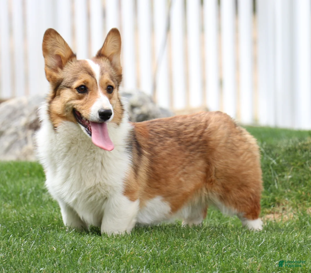 Welsh Corgi Pembroke dogs for sale: Clover - Ad 4