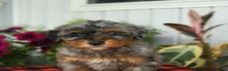 Mini Bernedoodle dogs for sale: Regan - Ad 5