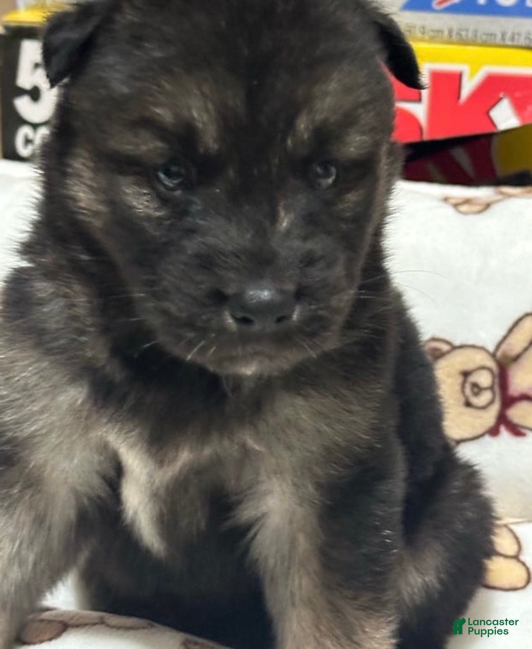 Gerberian Shepsky dogs for sale: Gerberian Shepsky Puppy 1 - Ad 11