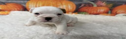 English Bulldog dogs for sale: Rascal - Ad 5