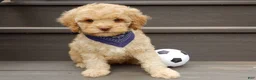 Cockapoo dogs for sale: Teddy - Ad 6
