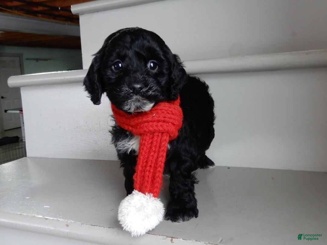 Cockapoo dogs for sale: Benny - Ad 2