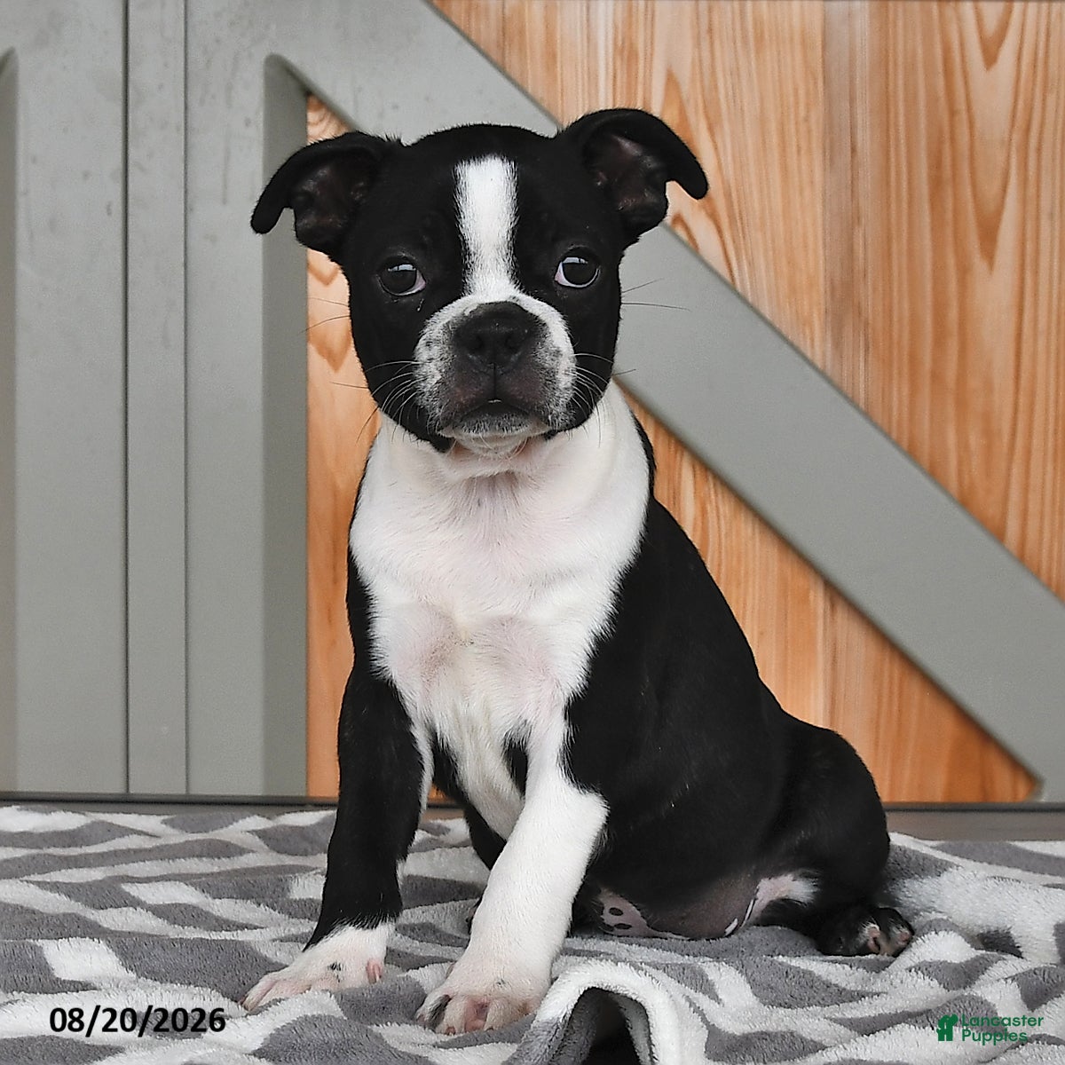 Boston Terrier dogs Tammy - Ad 1