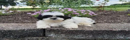 Shih Tzu dogs for sale: Teddy - Ad 1