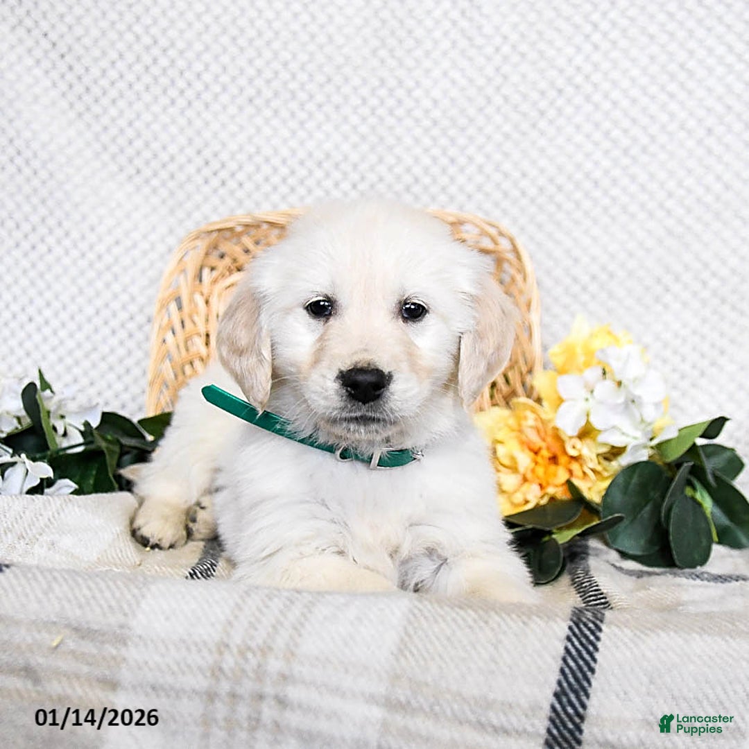 Golden Retriever dogs for sale: Sparkey   - Ad 3