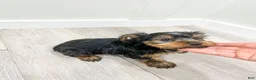 Yorkshire Terrier dogs for sale: Jordan - Ad 9