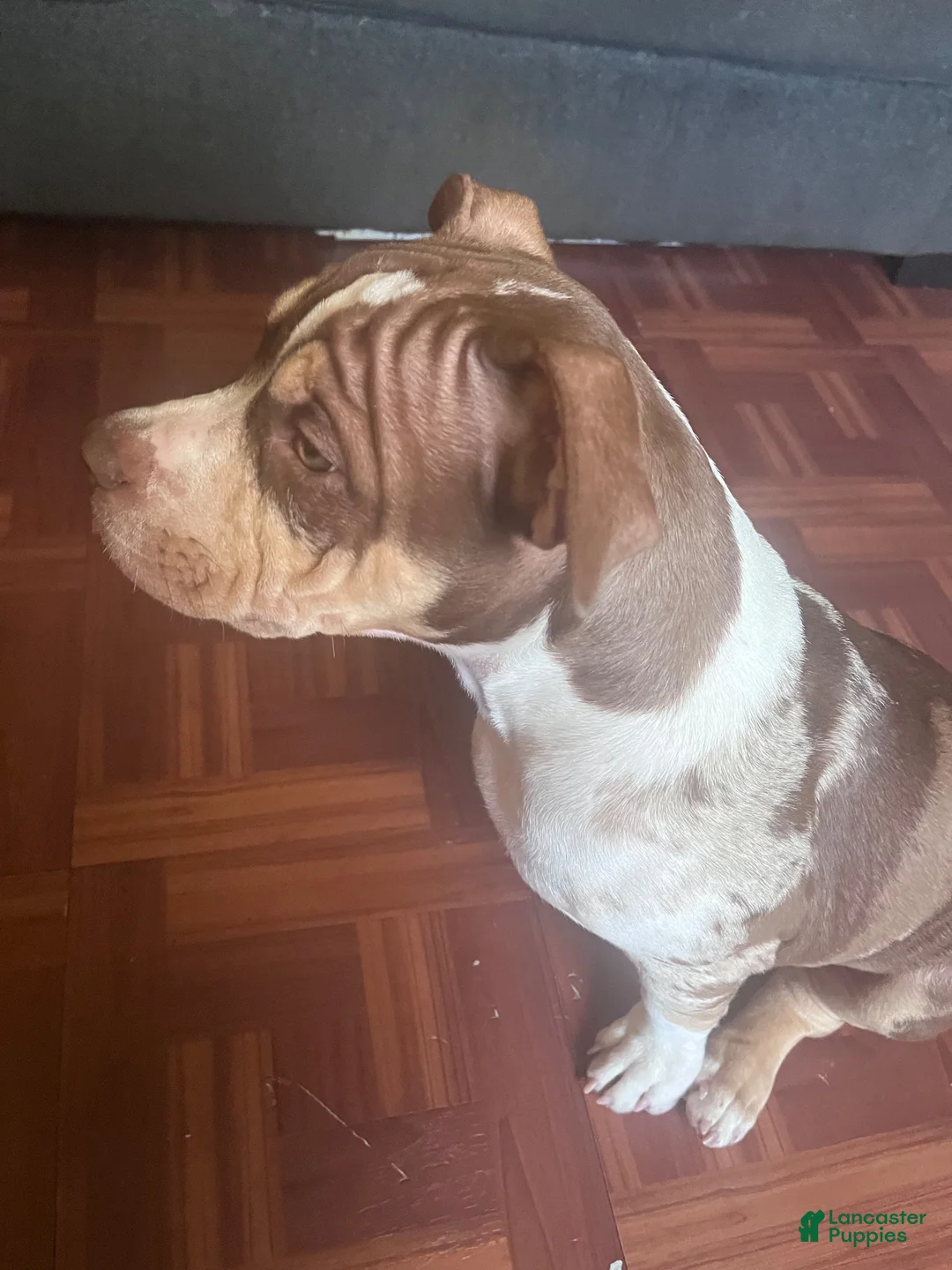 American Bully dogs for sale: American Bully 1 - Ad 1