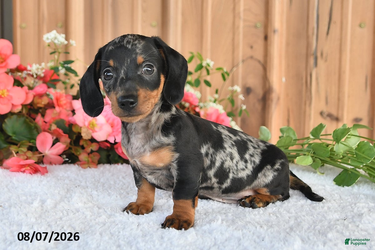 Miniature Dachshund dogs Smokey - Ad 2