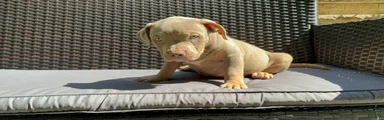 American Bully 6