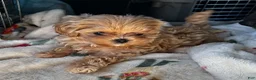 Maltipoo dogs for sale: Teddy J - Korean Teacup Maltipoo - Ad 6