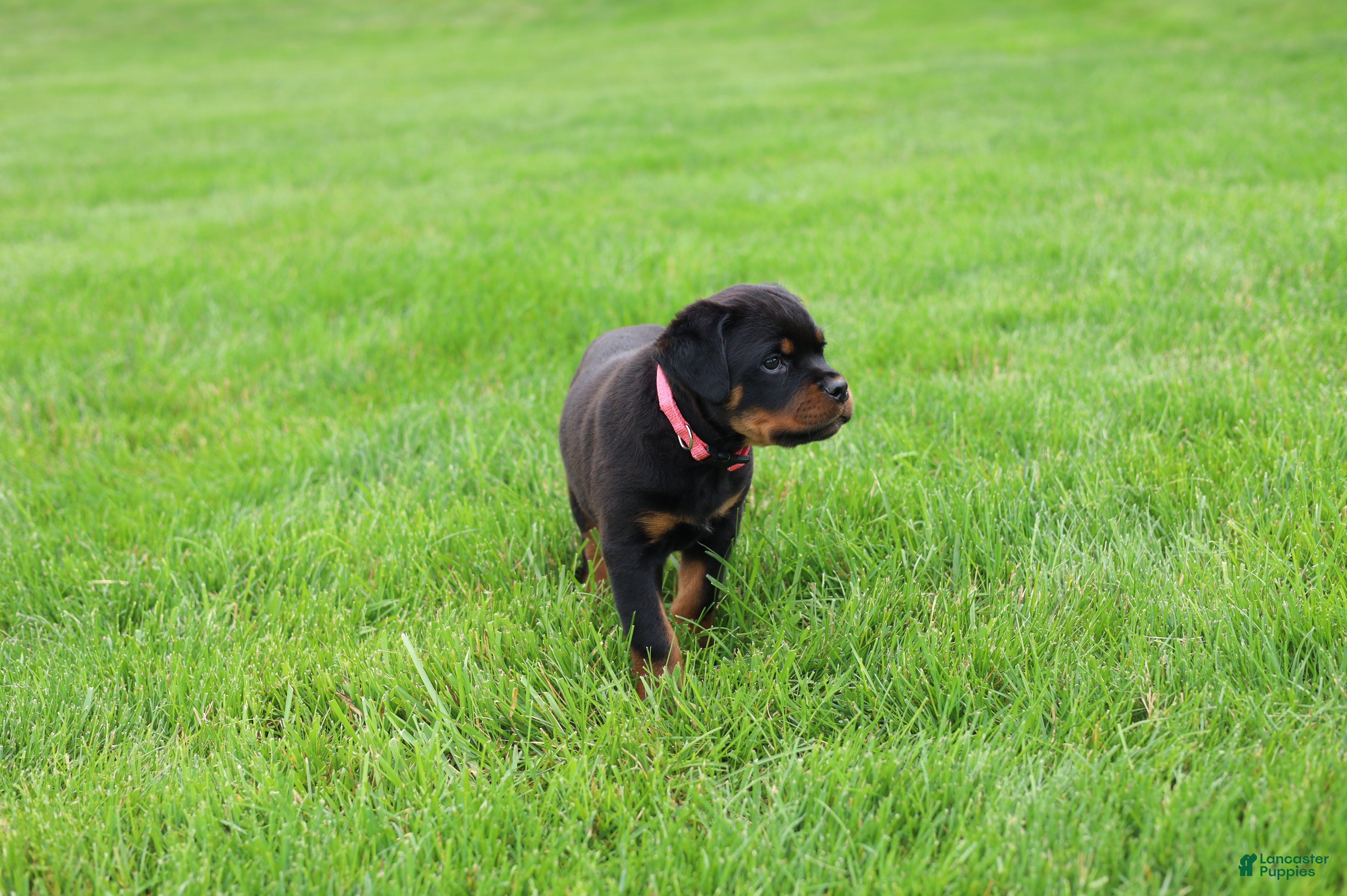 Rottweiler dogs Bailey  - Ad 2