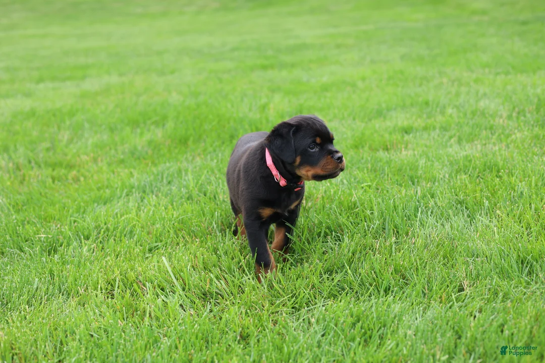 Rottweiler dogs for sale: Bailey  - Ad 2