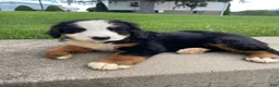 Bernese Mountain Dog dogs for sale: Callie - Ad 11