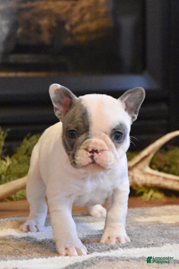 French Bulldog dogs Tulip - Ad 1