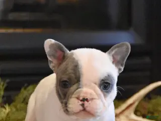 French Bulldog dogs for sale: Tulip - Ad 3