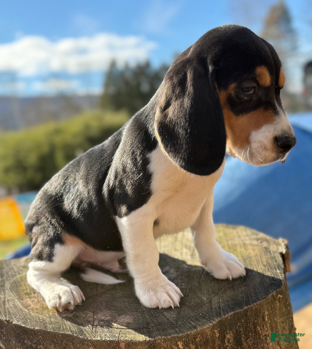 Beagle dogs for sale: Beagle Puppy 1 - Ad 2