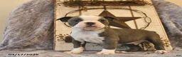 Boston Terrier dogs for sale: Diesel  - Ad 2