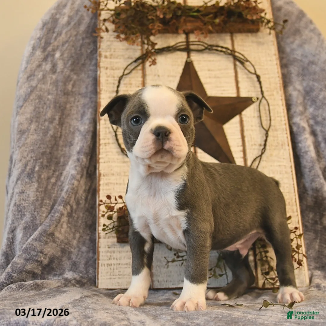 Boston Terrier dogs for sale: Diesel  - Ad 2