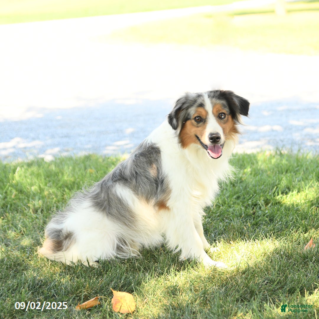 Miniature Australian Shepherd dogs for sale: Jett - Ad 7