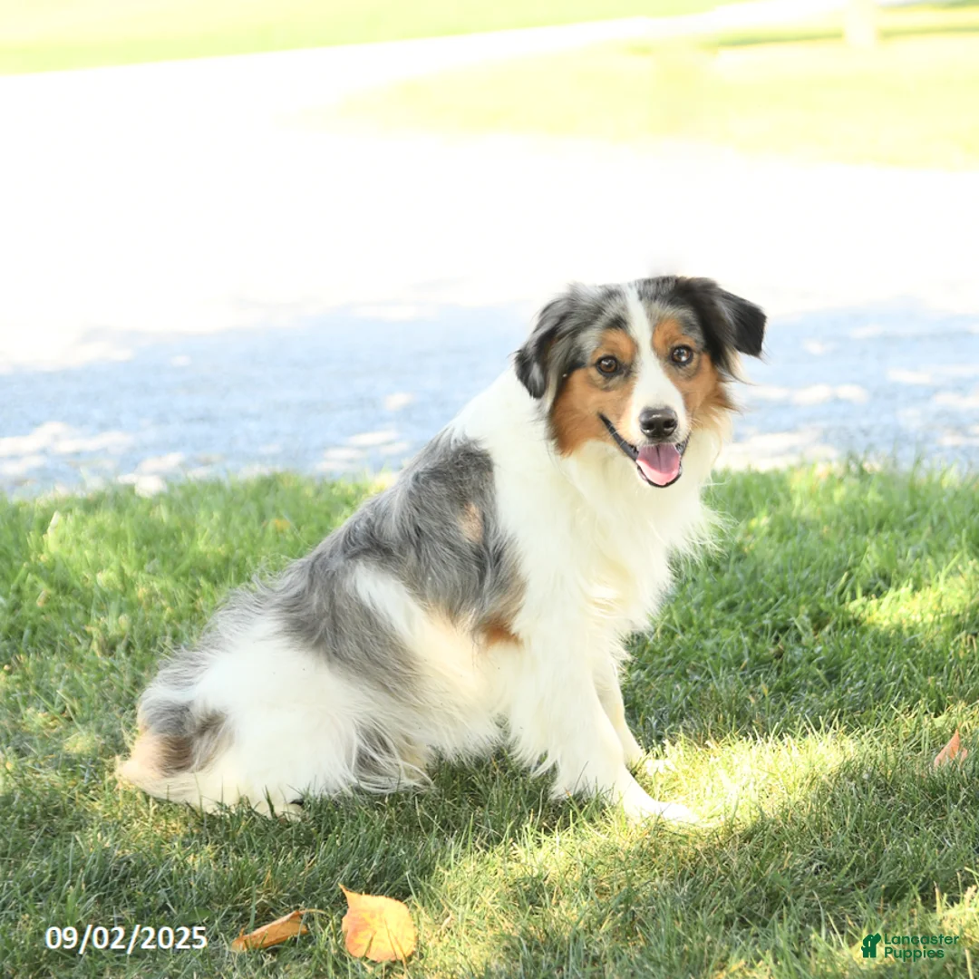 Miniature Australian Shepherd dogs for sale: Jack  - Ad 7