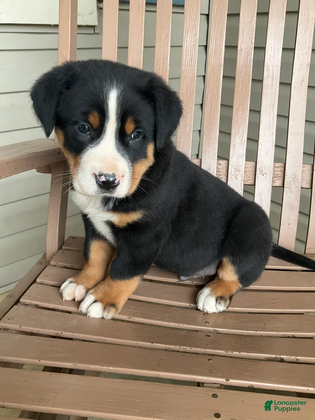 Greater Swiss Mountain Dog dogs for sale: Ben - Ad 1