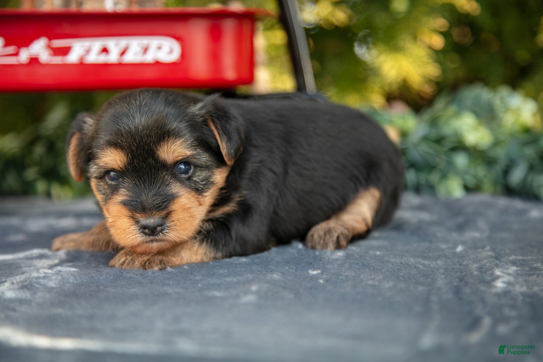 Yorkshire Terrier dogs for sale: Travis - Ad 1