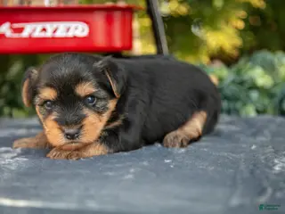 Yorkshire Terrier dogs Travis - Ad 16